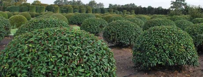 prunus lusitanica taillé en dôme